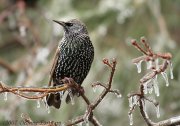 EuropeanStarling