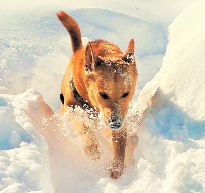 Danica, my Carolina Dingo, lunging through New England snow. 