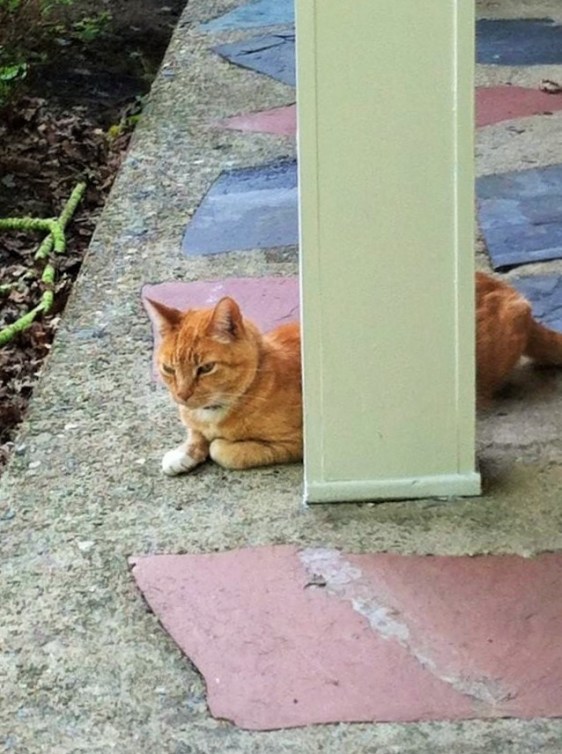 1534333_10204222122658240_4844140727778989937_n