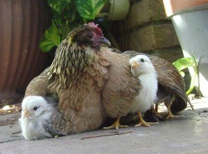 chicks-under-wings1