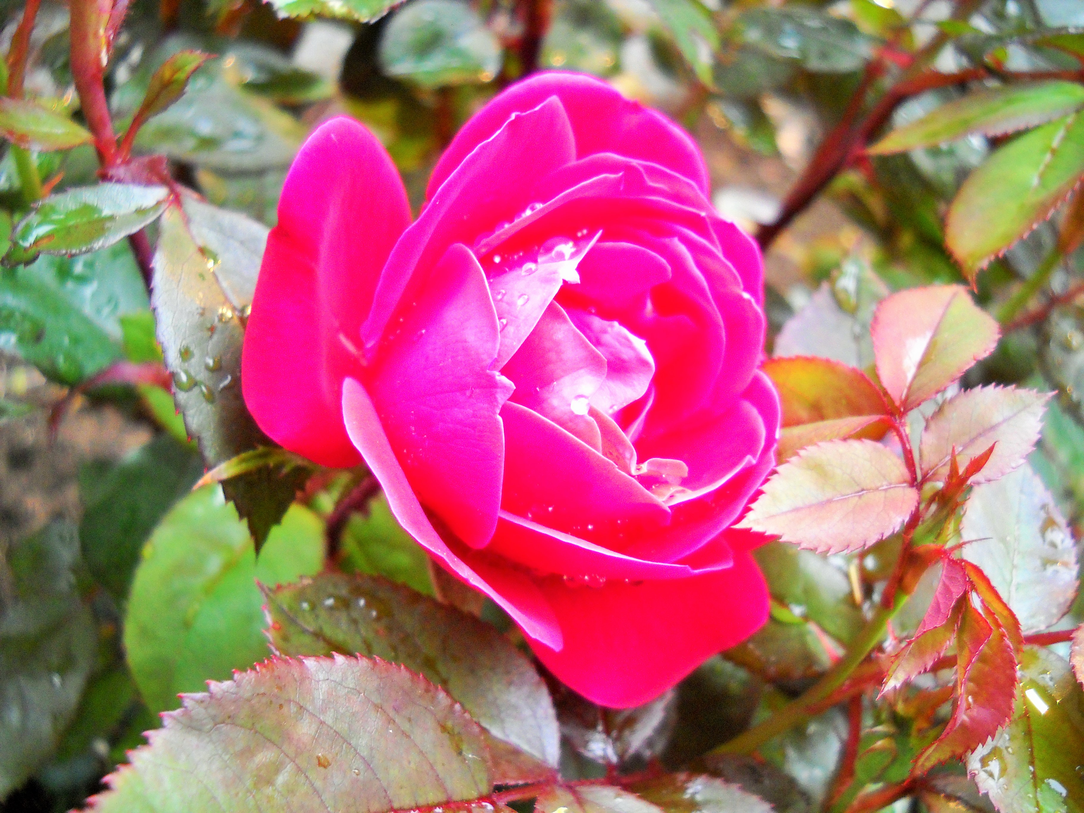 Roses For Mama – Redhead Reflections