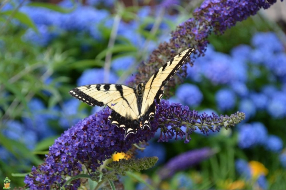 adonsis-blue-butterfly-bush-0